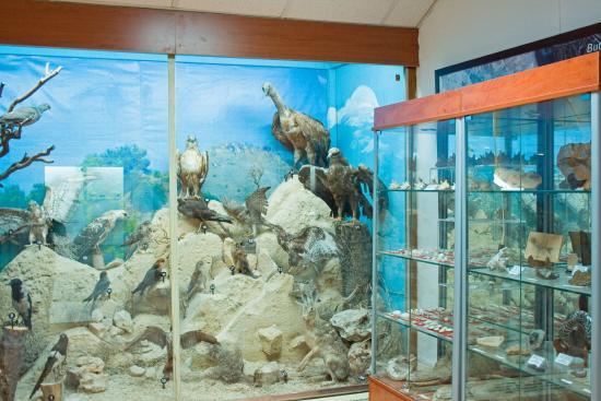 Musée d'Histoire naturelle de Larnaca